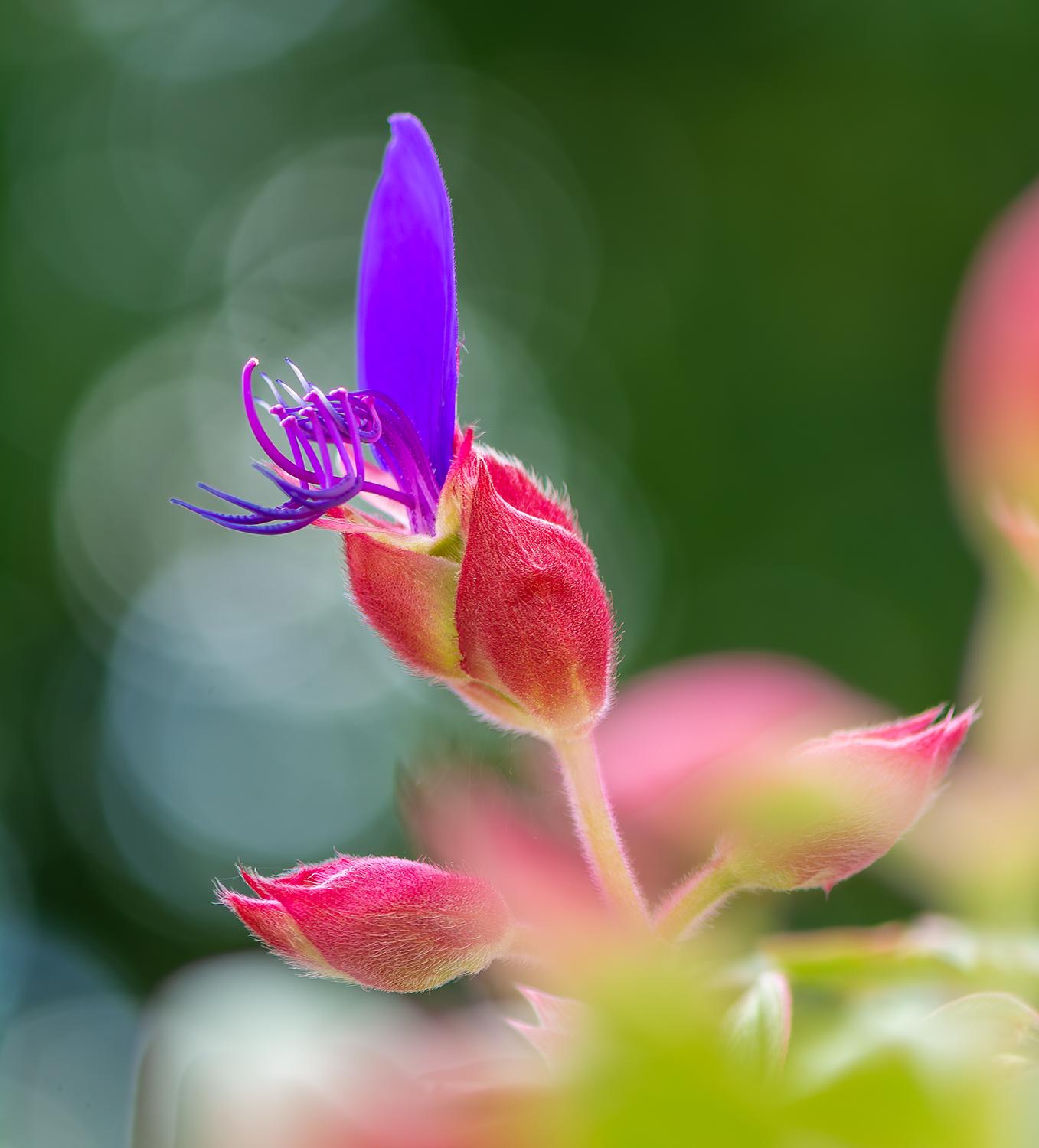 Prinzessinnenstrauch