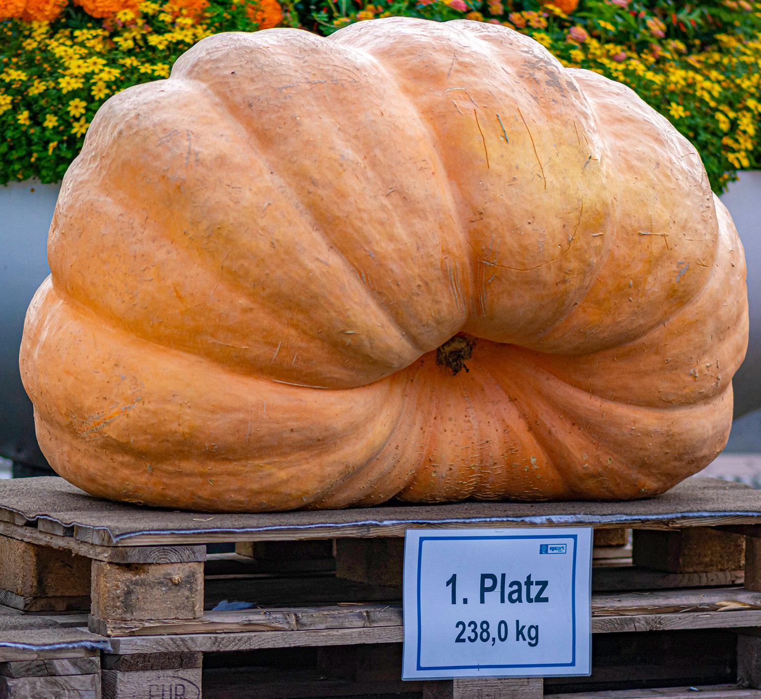 Riesenkürbis - 1. Platz 2015 im egapark Erfurt