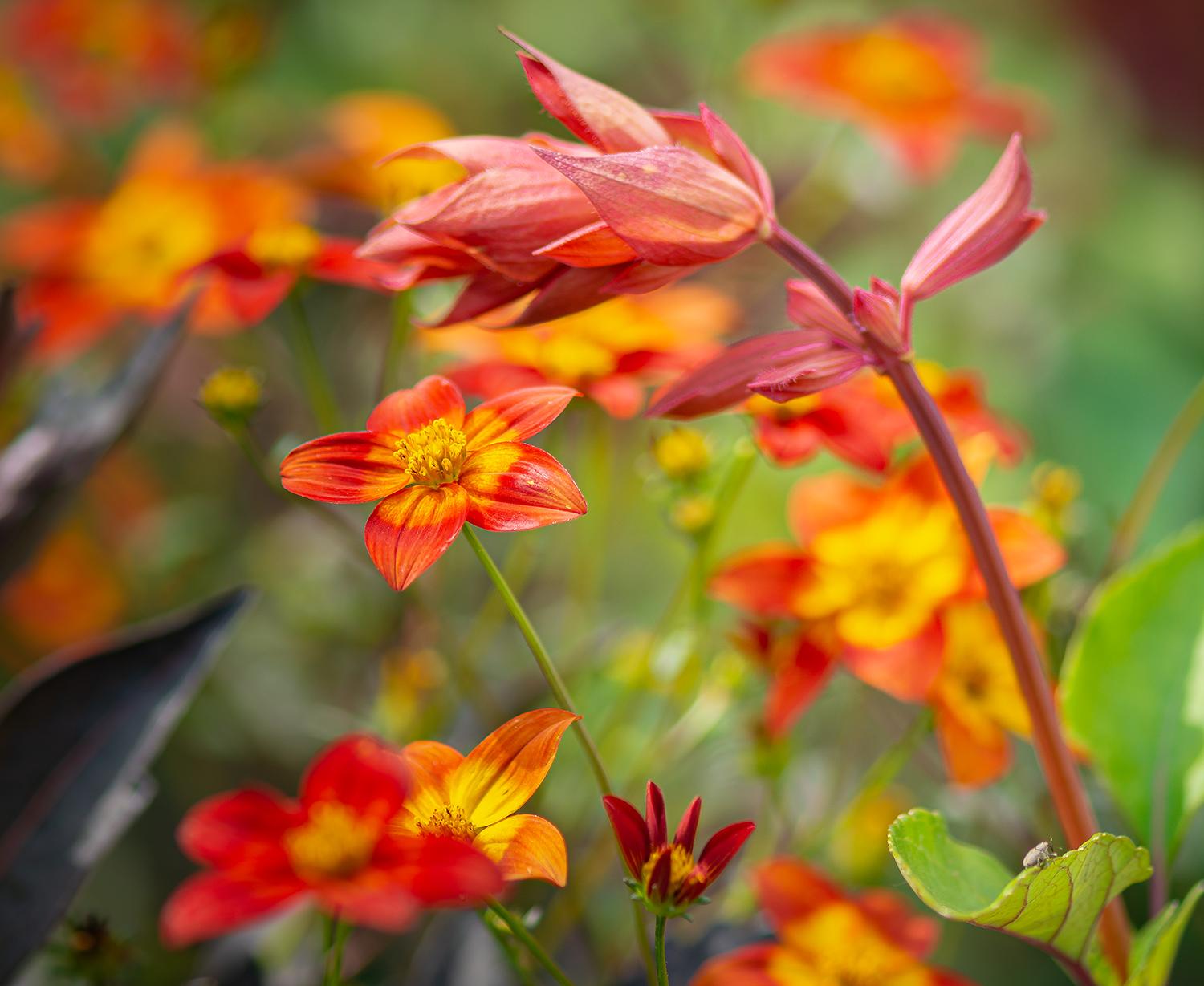 Salbei "Salmia Orange"