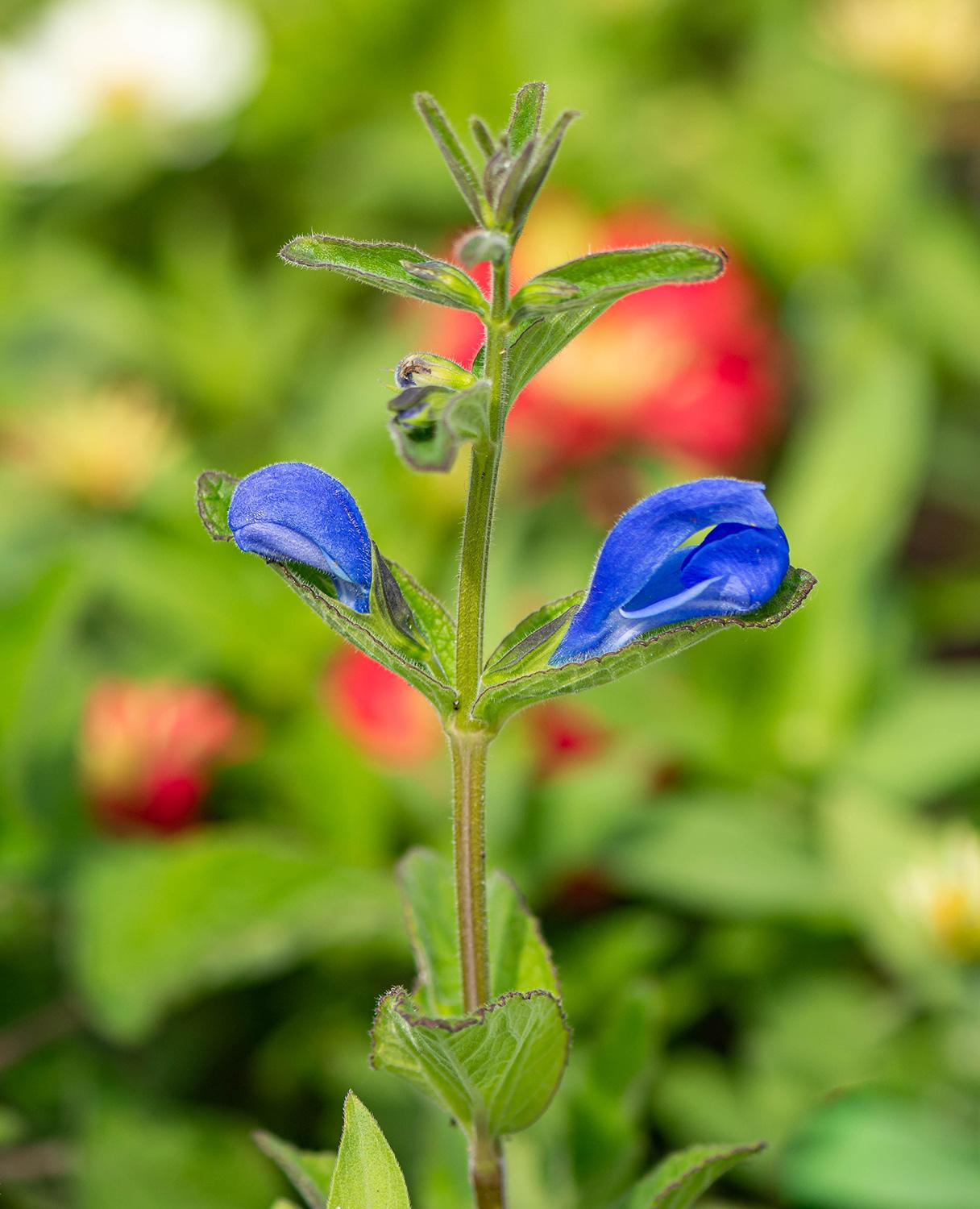 Salvia patens 'Panama Blue' - Mexikanischer Salbei