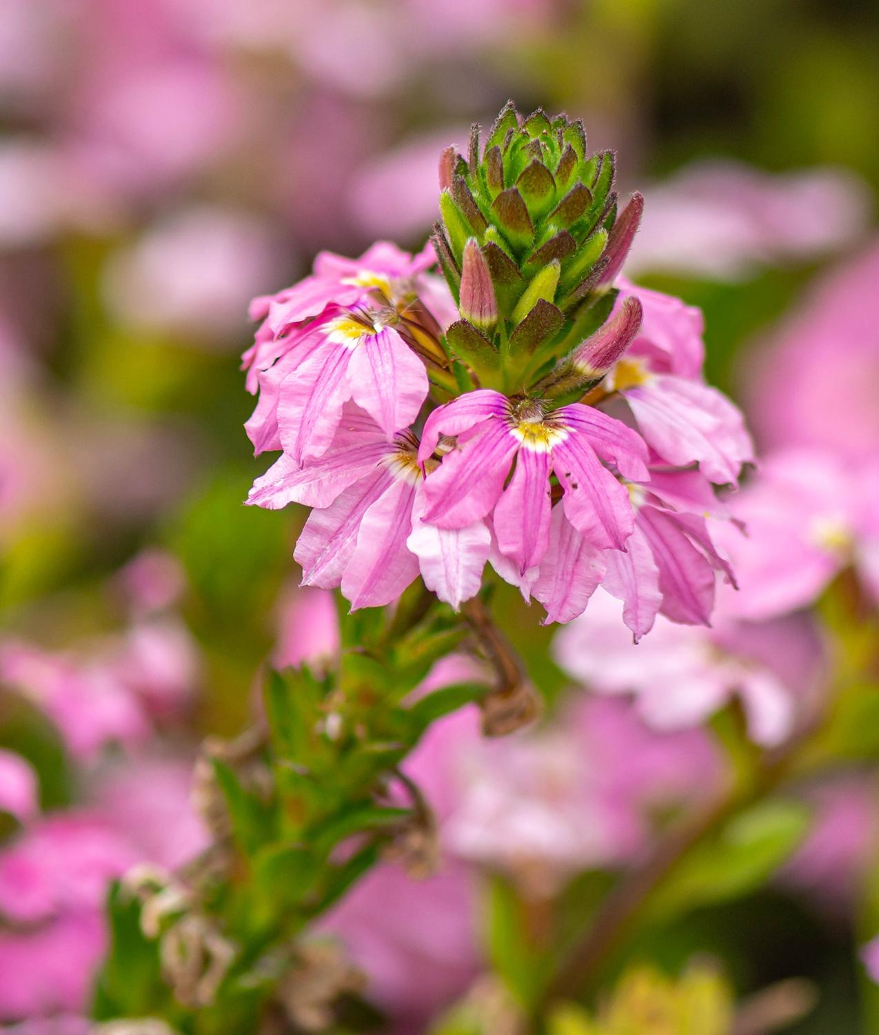 Scaevola aemula 'Albanico Rose' - blaue Fächerblume