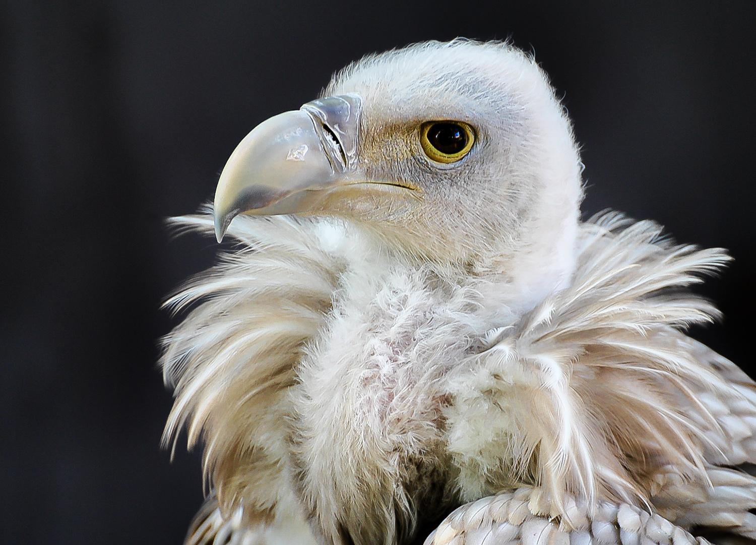Schneegeier- Portrait