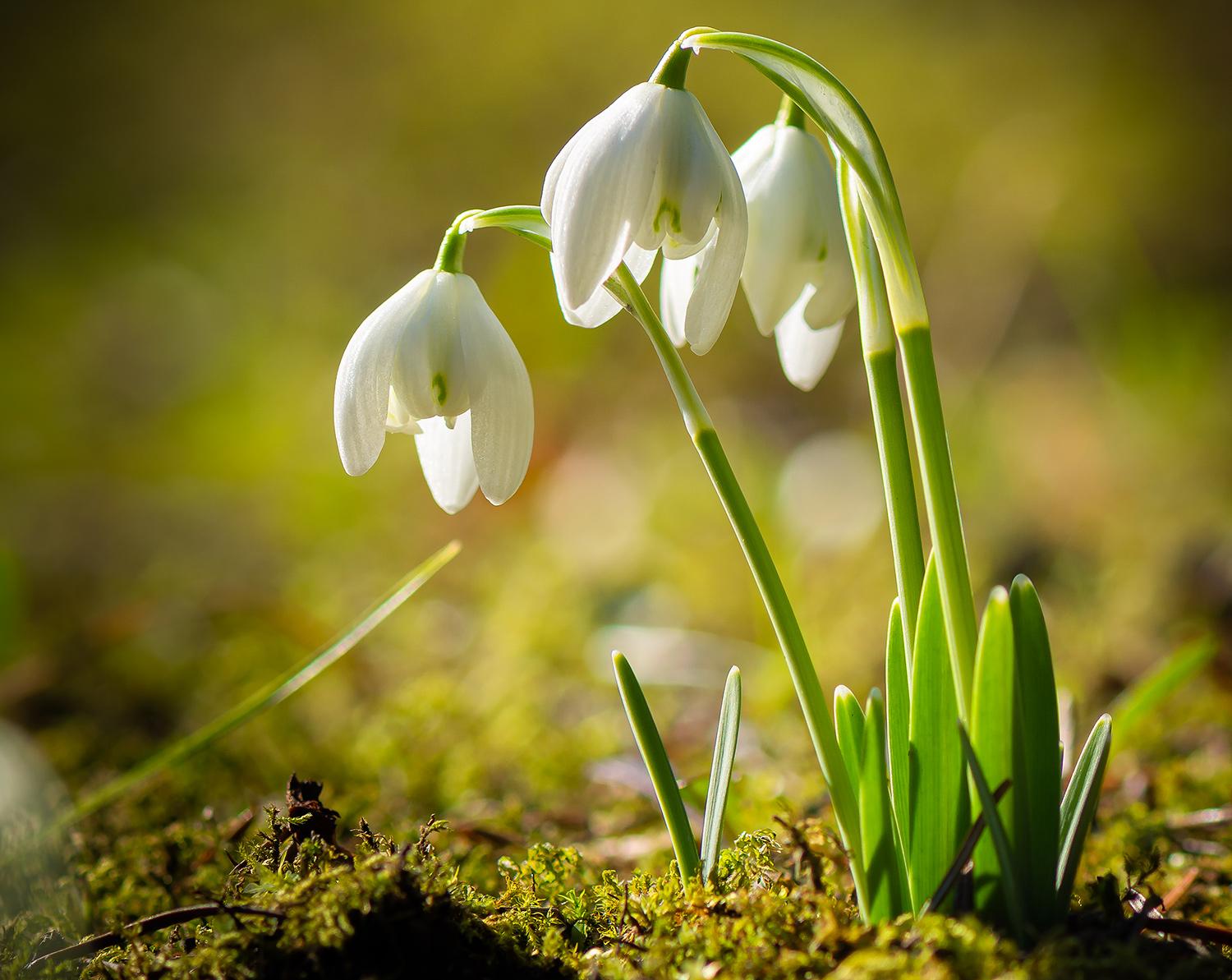 Schneeglöckchen (Galanthus)