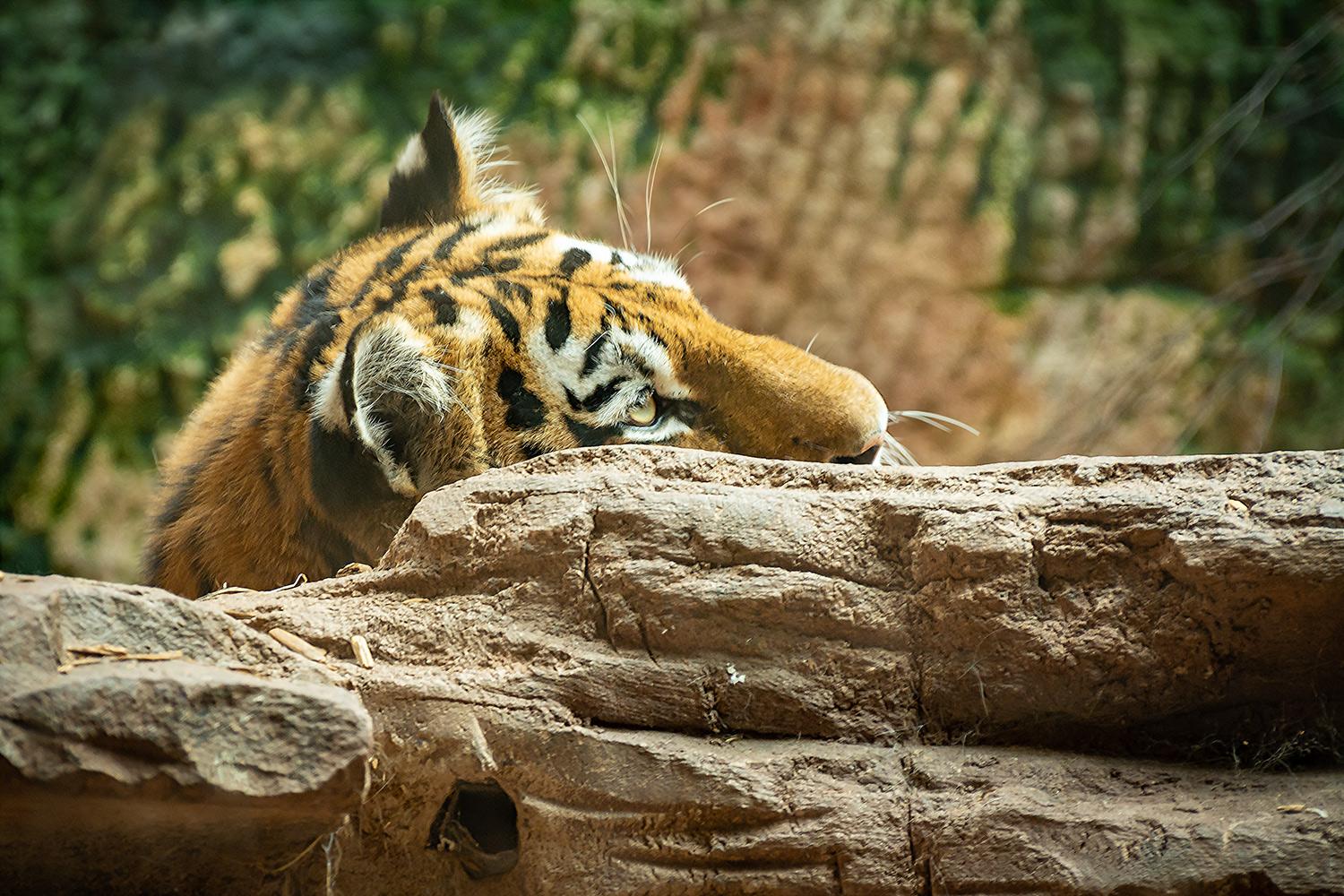 Sibirischer Tiger - Detail