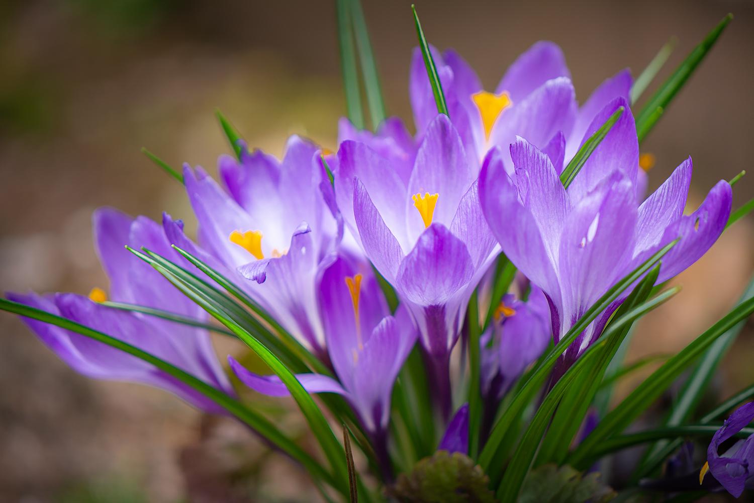 Sieber-Krokusse