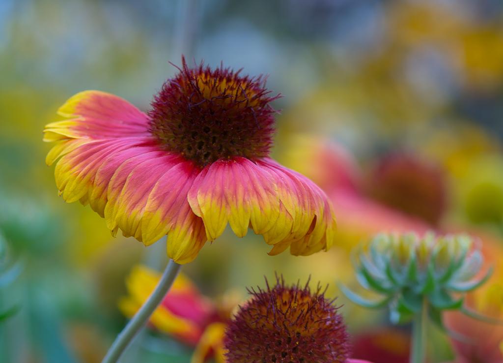 Sommerhütchen - Kokardenblume