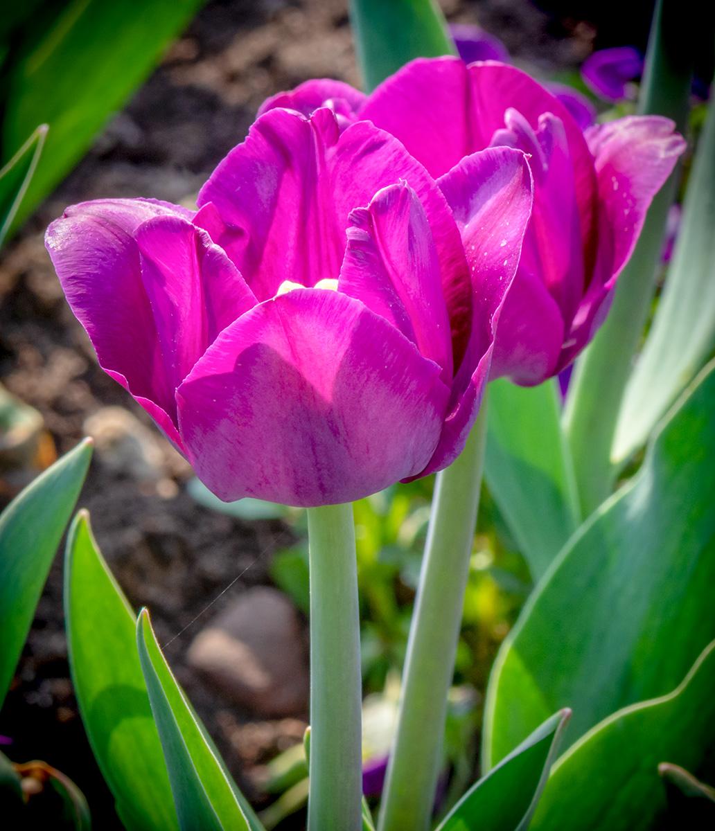 Triumph Tulpe - Tulipa Saigon