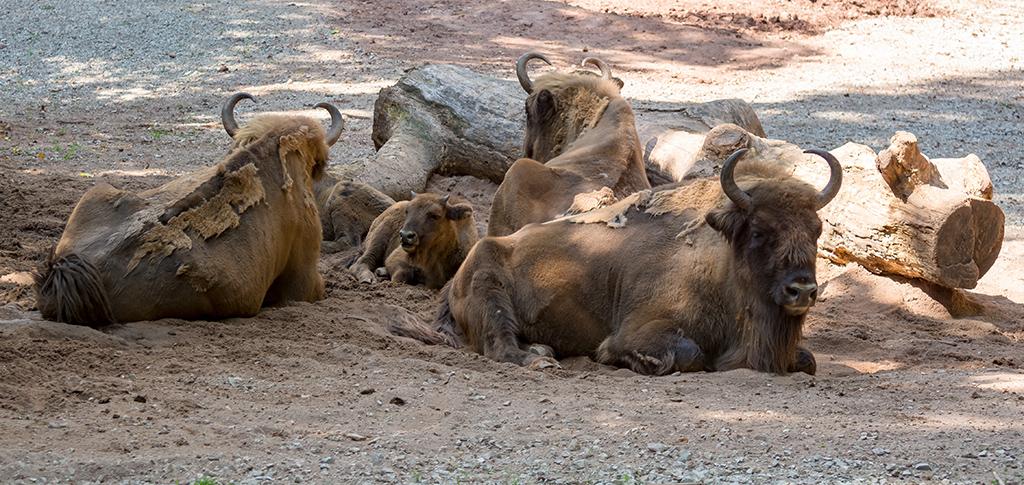 Wisente beschützen ihren Nachwuchs