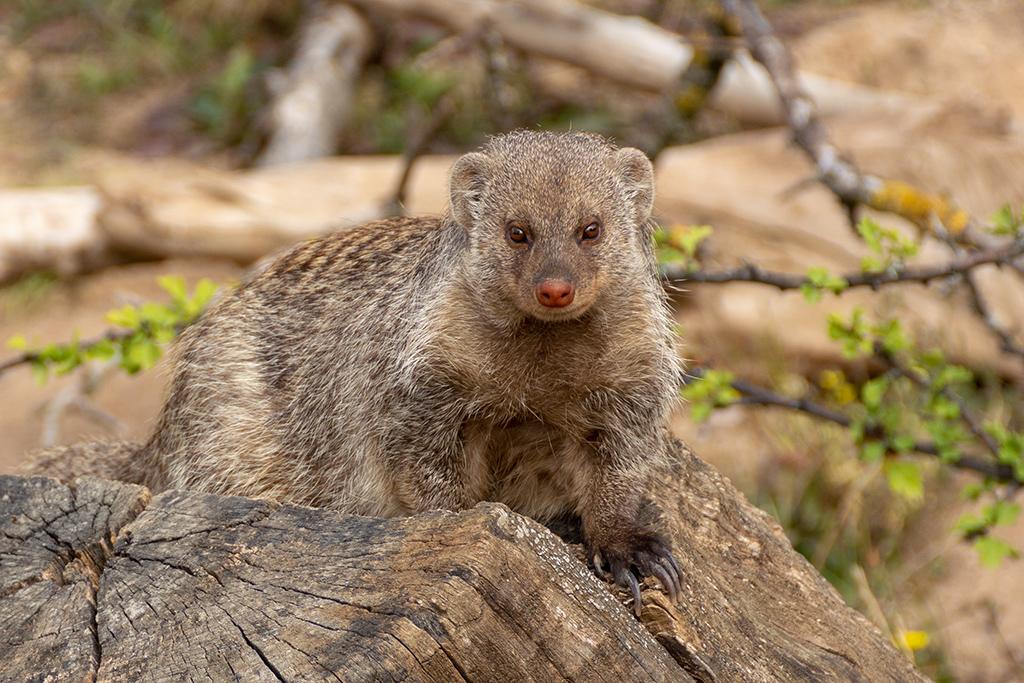 Zebramanguste - Mungos mungo