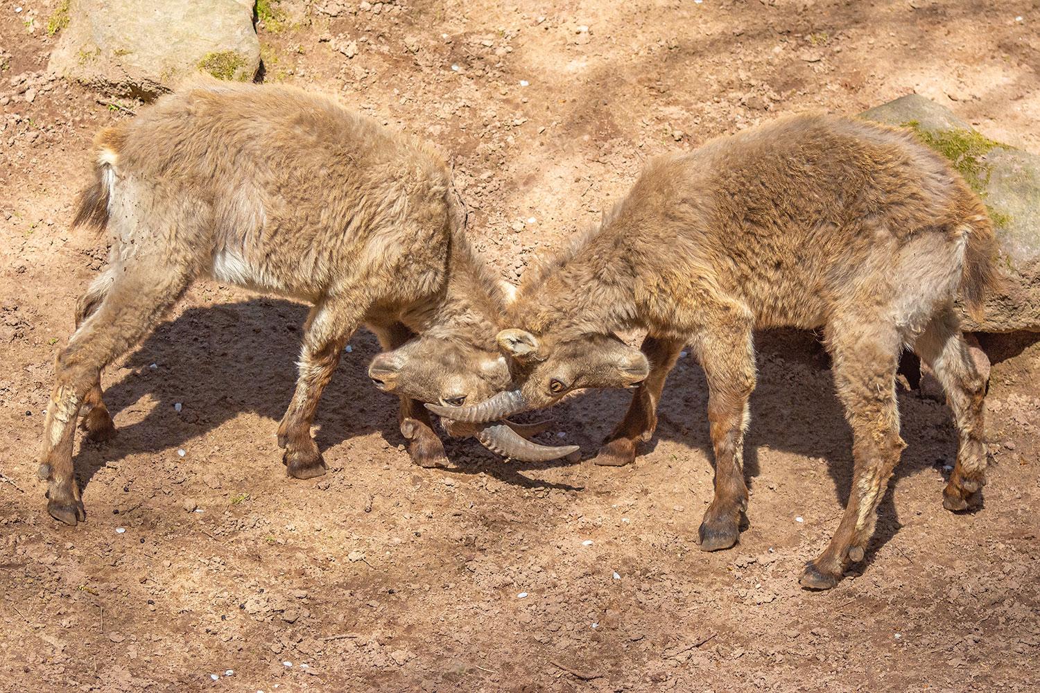 Zwei junge Alpensteinböcke