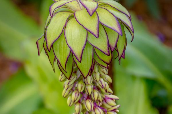 Ananasblume