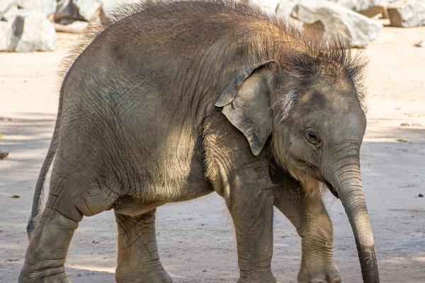 Ben Lòng - Leipziger Zoo