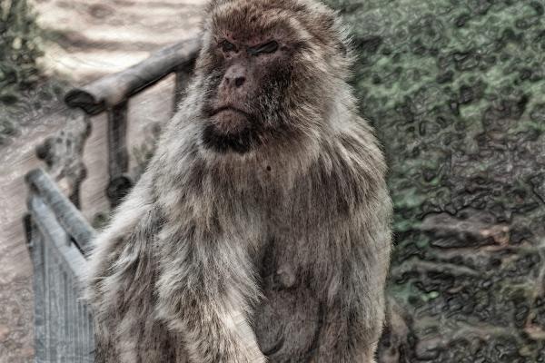 Berberaffe