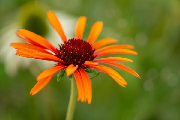 Blüte