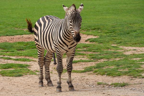 Böhmzebra