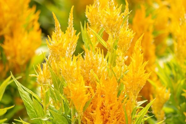 Celosia argentea 'Fresh Look Yellow' - Hahnenkamm