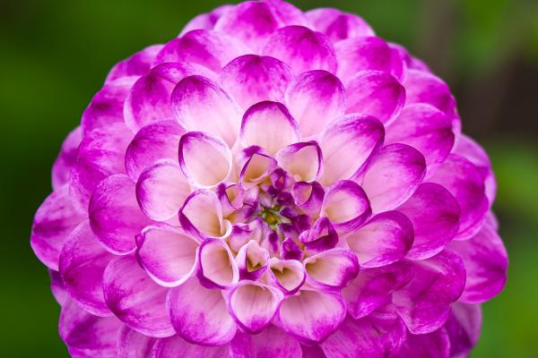 Dahlia "Jugendstil" - Balldahlie