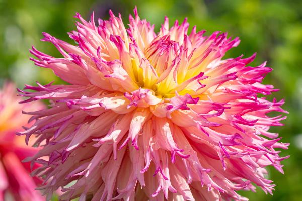 Dahlia Nenekazi - Hirschgeweih-Dahlie