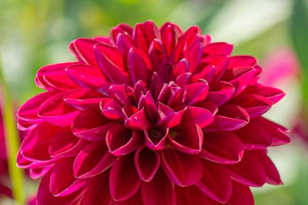 Dahlia Prince Valiant - Dekorative Dahlie