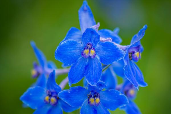 Delphinium Pacific-Gr. 'Delft Blue' - Rittersporn