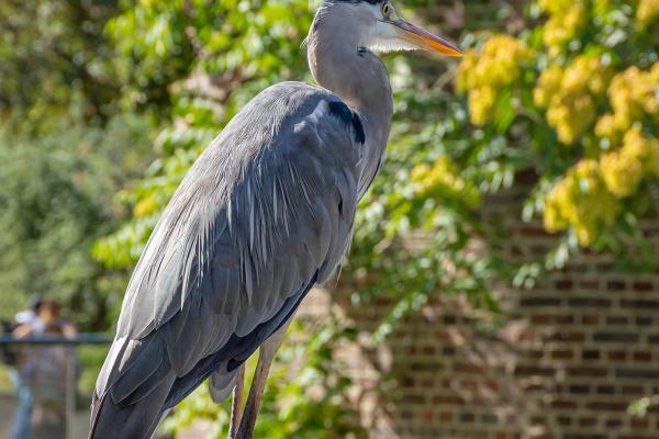 Der "Dieb" vom Leipziger Zoo