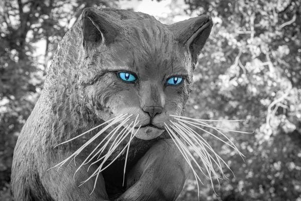 Die Wildkatze im Egapark Erfurt - Thüringen