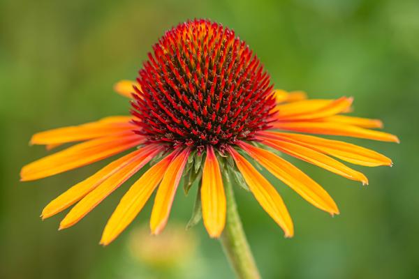 Echinacea purpurea 'Flame Thrower' - Scheinsonnenhut