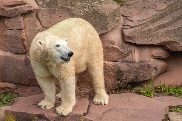 Eisbär