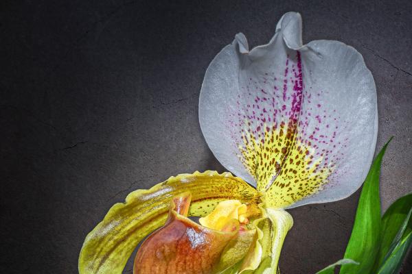 Gelber Frauenschuh - Orchidee