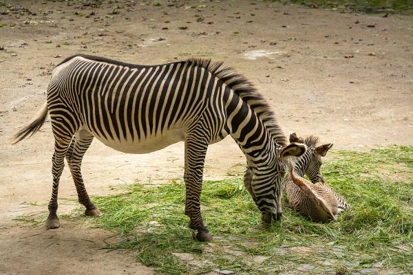 Grevyzebra mit Kind