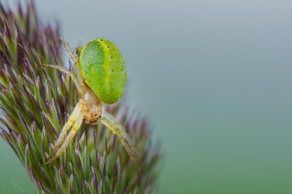 Kürbisspinne