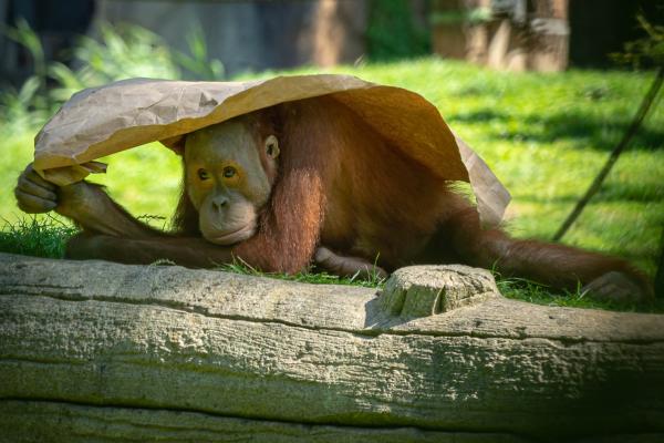 Orang-Utan mit Sonnenschutz