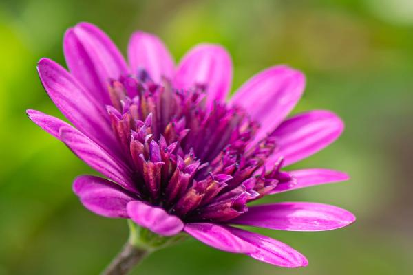 Osteospermum 'Erato Double Bright Violet' - Kapmargerite