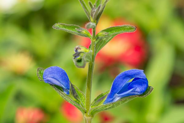 Salvia patens 'Panama Blue' - Mexikanischer Salbei