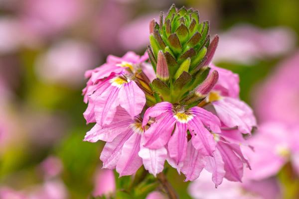 Scaevola aemula 'Albanico Rose' - blaue Fächerblume