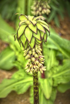 Surreal: Mittelpunkt