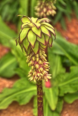 Surreal: Rotes Leuchten