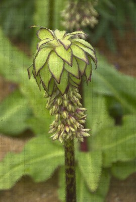 Zeichnung: Auf Leinen