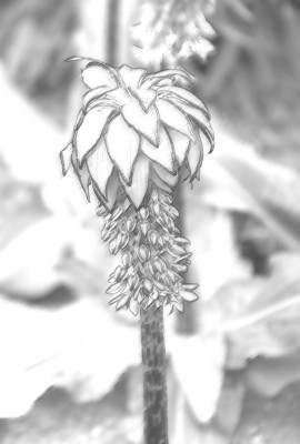 Zeichnung: Bleistift