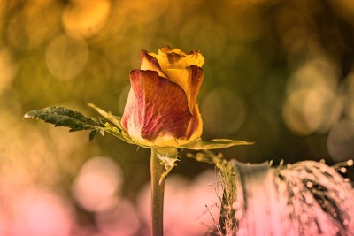 Landschaft: Bi-Color 2