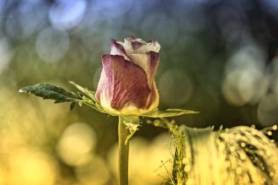 Landschaft: Bi-Color