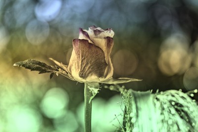 Landschaft: Tri-Color