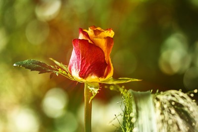 Surreal: Prismatisch