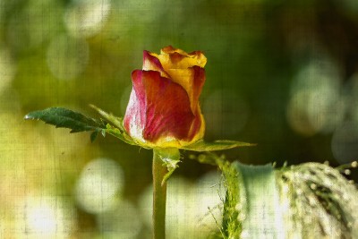 Zeichnung: Auf Leinen